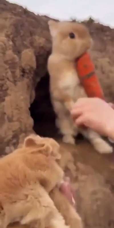 Blursed Bunny