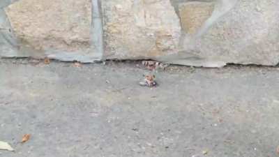 SNAIL CRUSH #3