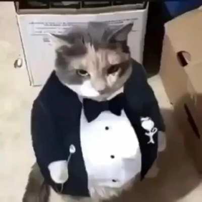 feline got swag
