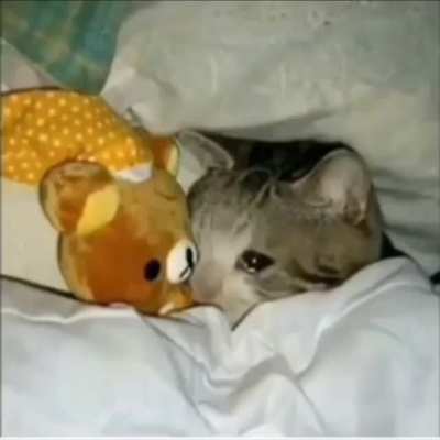 cat niggas