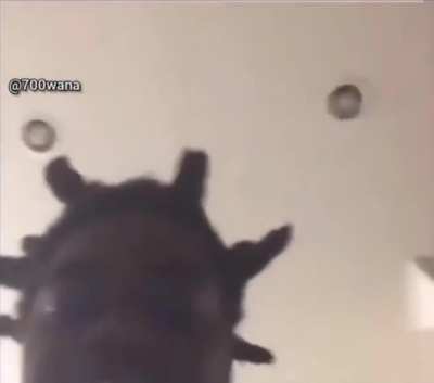 Kodak virus