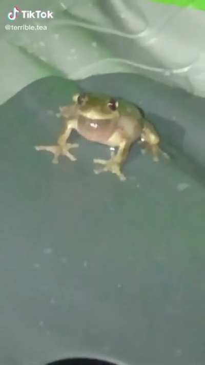 frog