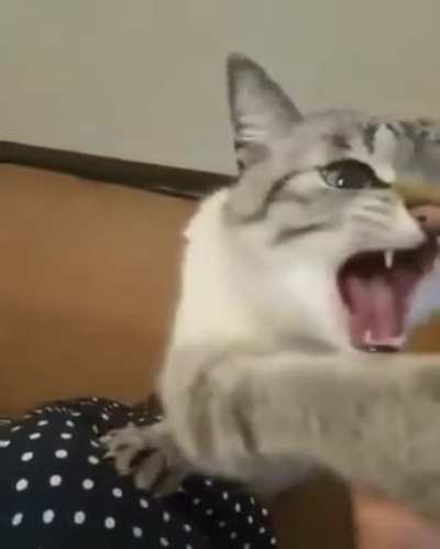 Constant Purring