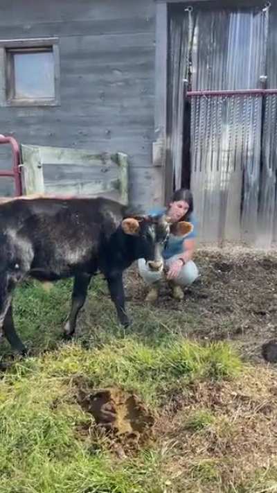 The update ya&rsquo;ll have been waiting for: Heathcliff&rsquo;s first moments joining the main herd!❤️ (Woodstock Farm Sanctuary)