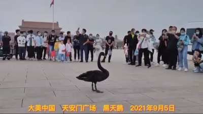 A Black Swan Flew Over Tiananmen Square Which In Chinese Culture Is A Foreshadowing Of Disastrous Events