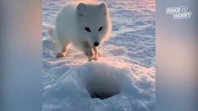 Fox thief