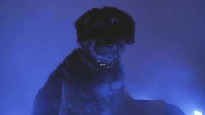 One morning I was listening to instrumental beats on Youtube and I started repeating "Stop calling me good by cause i'm a great boy". I thought it would be funny to write a song from my dogs perspective and now here we are.