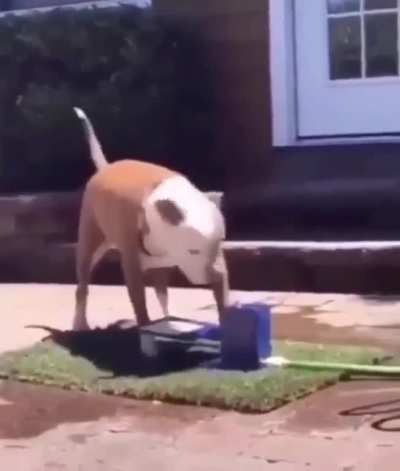 Poor dawg