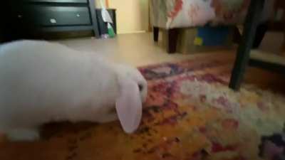 Sorry for the baby talk but I had to share this part of a 3 minute video of my boy Ollie being excited. He ran straight into my phone, he was having a blast binkying around!