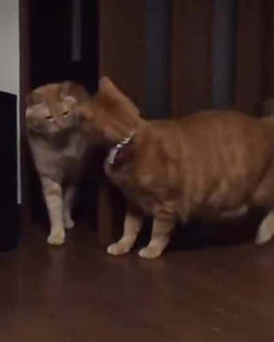 Catting the cat.