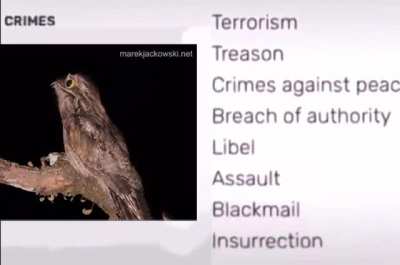Yoru did nothing wrong