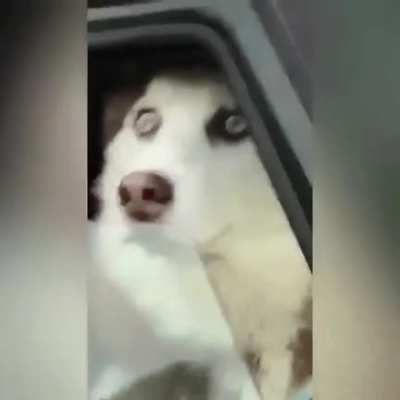 come here, good booy!