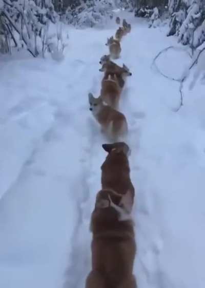 CorgiExpress