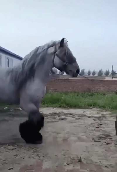 A Dutch Draft horse compared to a human.