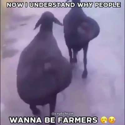 sheesh
