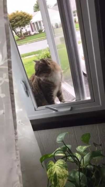 Had to yell at the window repair guy