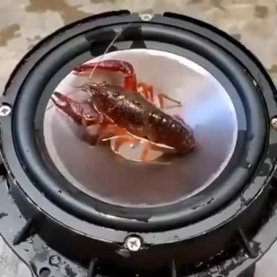 Lobster
