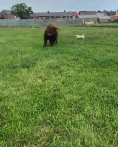 A very playful Highland cow