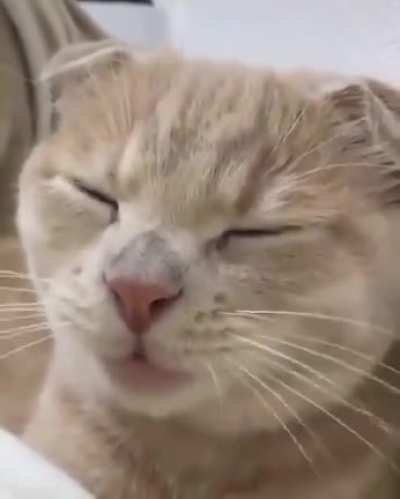 &ntilde;am &ntilde;am &ntilde;am &ntilde;am mishi