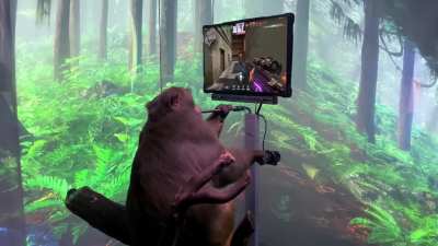 POV: A monkey is beating you at Valorant