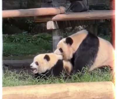 Panda baby wouldn&rsquo;t listen to mom