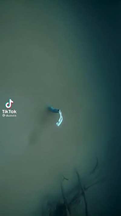 From @Duasea on TikTok.