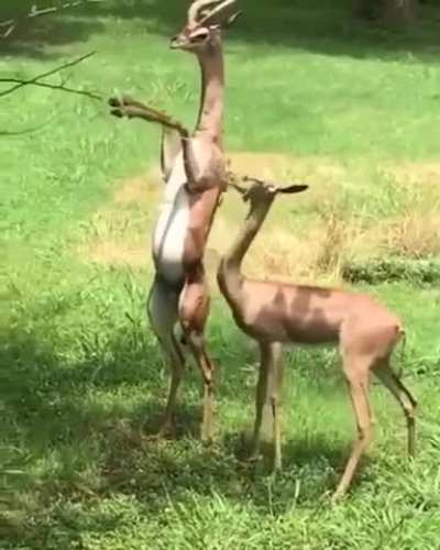 A Gerenuk couple out on a date. The Female picks out the branch she likes, and the male bends it to let her eat.