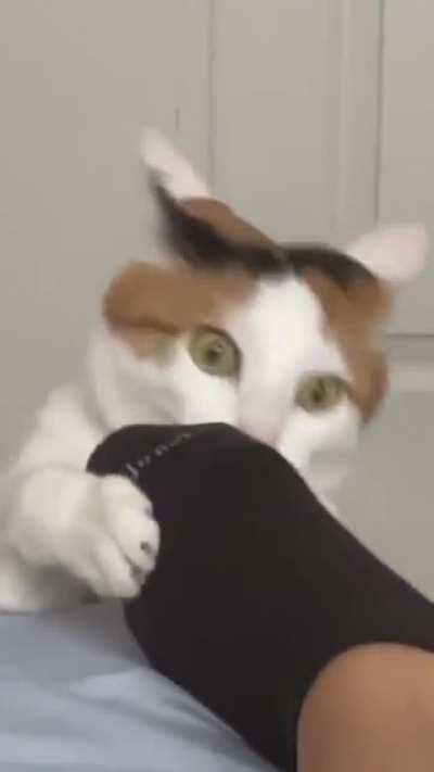 Cat with a foot fetish😂