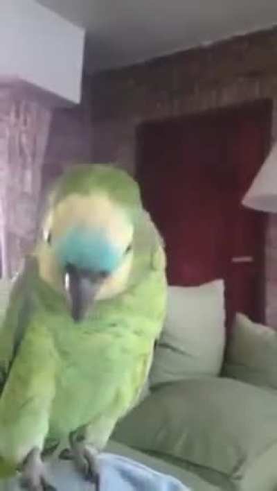 loro wasap