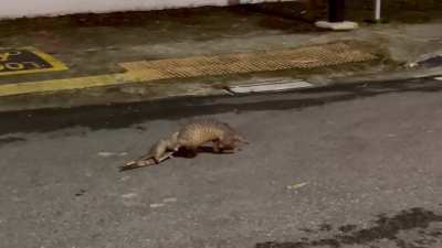 A cute pangolin and her baby :)