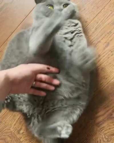 Bit more Pitoe! (Pitoe is not overweight, but has severe scoliosis which causes her body to be short and round. Ethical chonk! Xray in comments.)