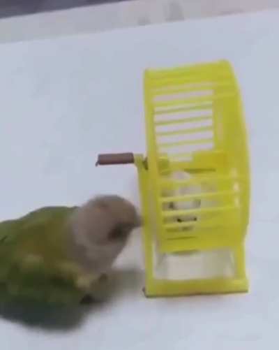 This bird has no mercy.