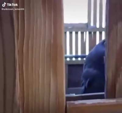 bird at the drive thru