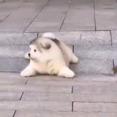 Are you ok puppy?