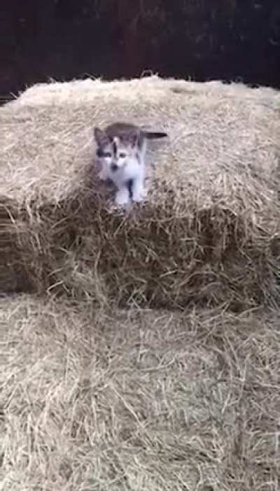 Calico conundrum