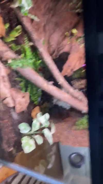 New dart frog enclosure