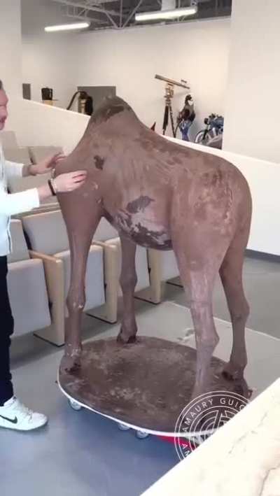 Creating an 8ft tall giraffe out of chocolate