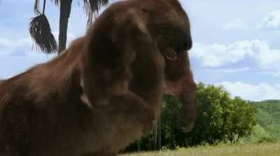 This is your daily reminder that Megatherium was no joke