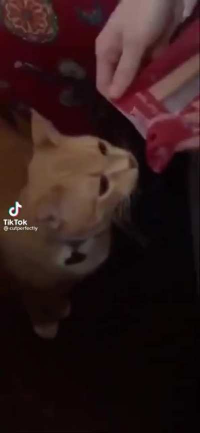 Freaking meow