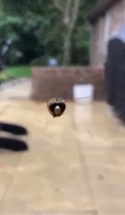 This HoverFly chose violence&hellip;