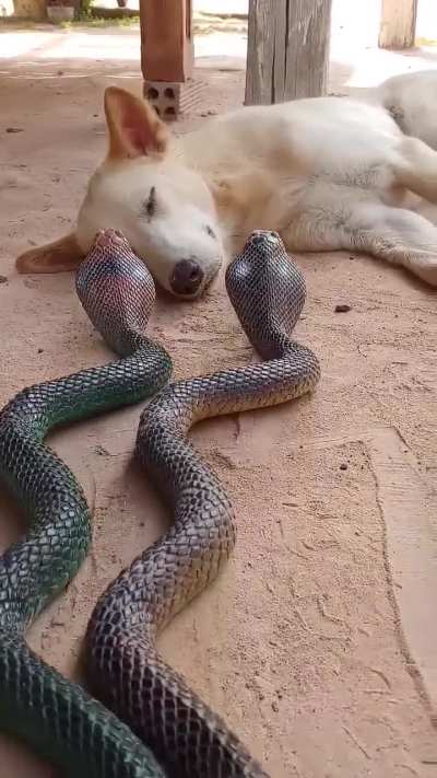 Humans, you can't fool me forever