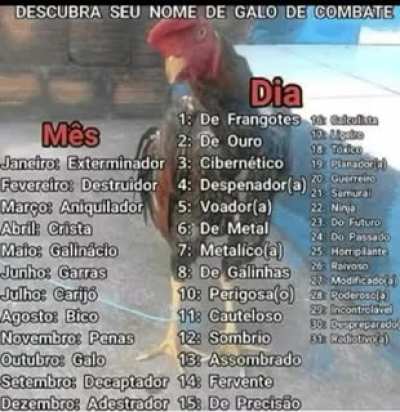 Sou galo de combate 😁👊