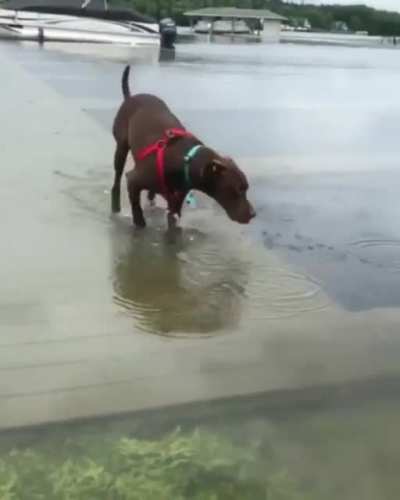 Poor dog...