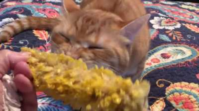 When your cat develops a taste for Southern food&hellip;!