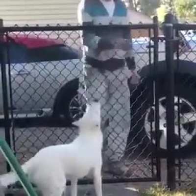 Blind and deaf dog when daddy comes home