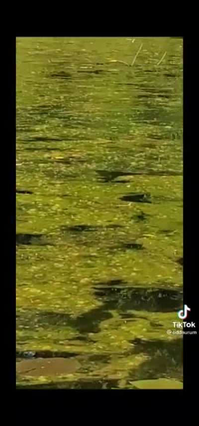 This is why I never go into the swamps. You never know what creature will show up