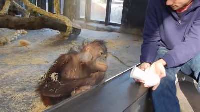 Orangutan sees a magic trick