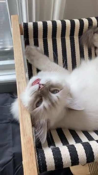 Cat or Snek?