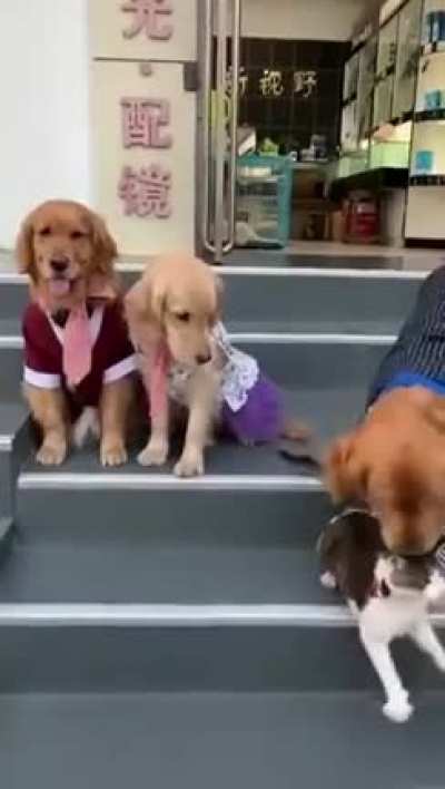 Awwww