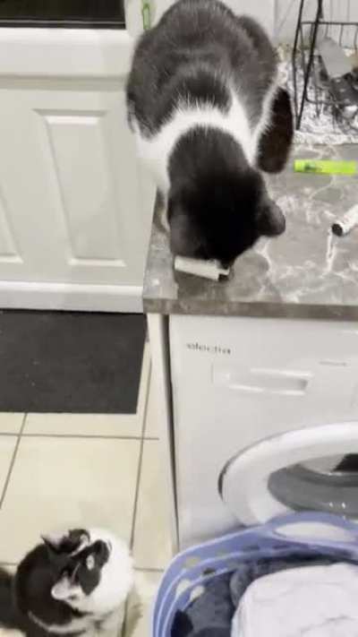 My cat is an asshole
